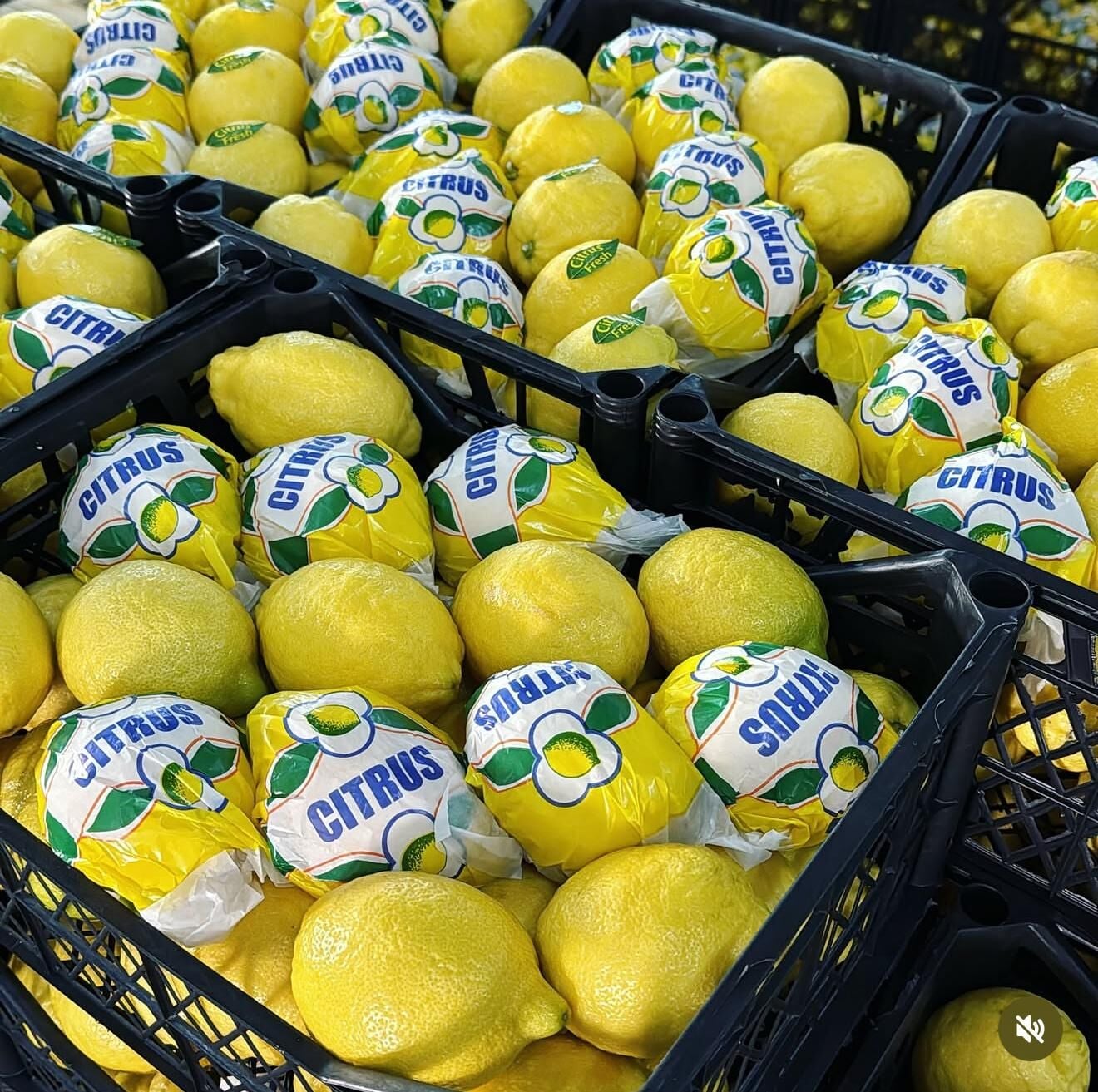 Limon KG