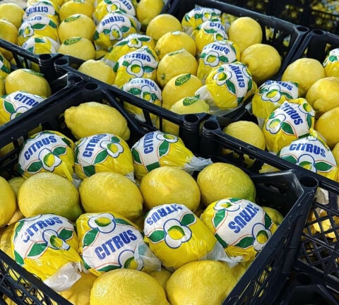 Limon KG
