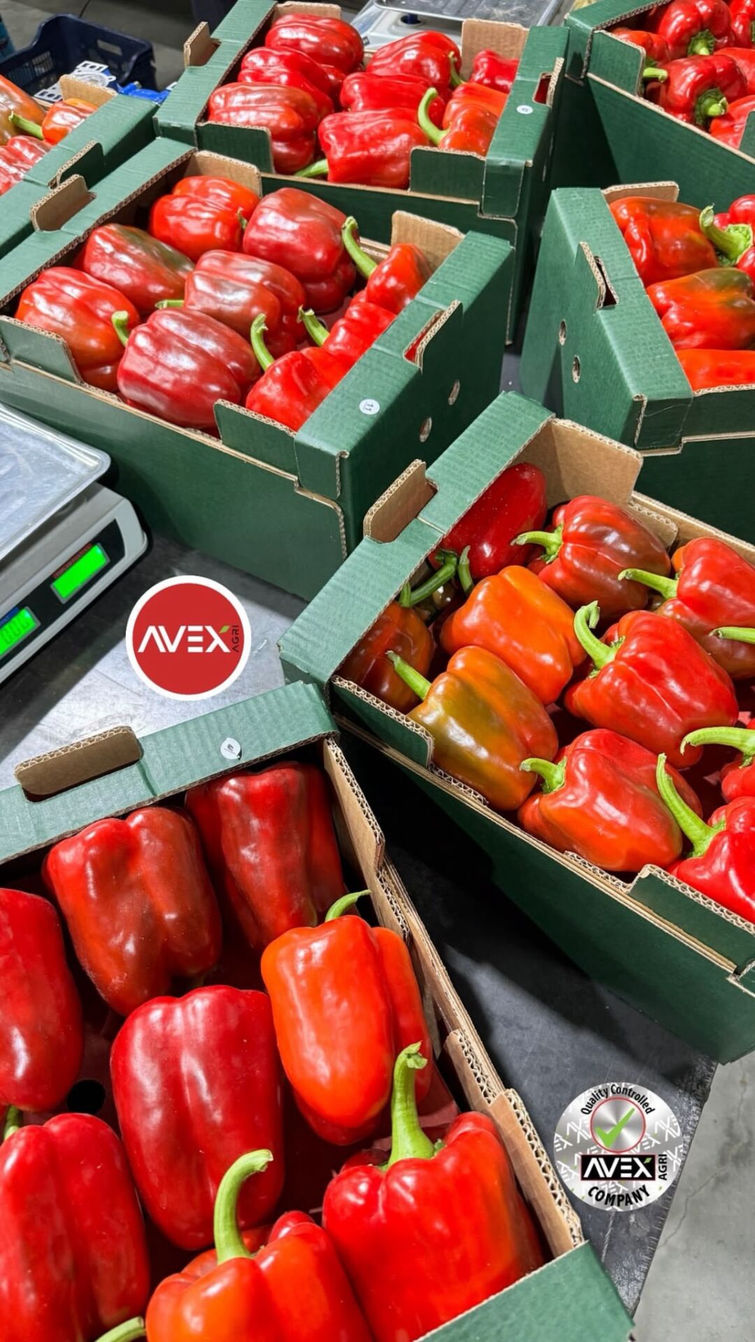 Biber California Kırmızı KG (Pestisit Analizli)