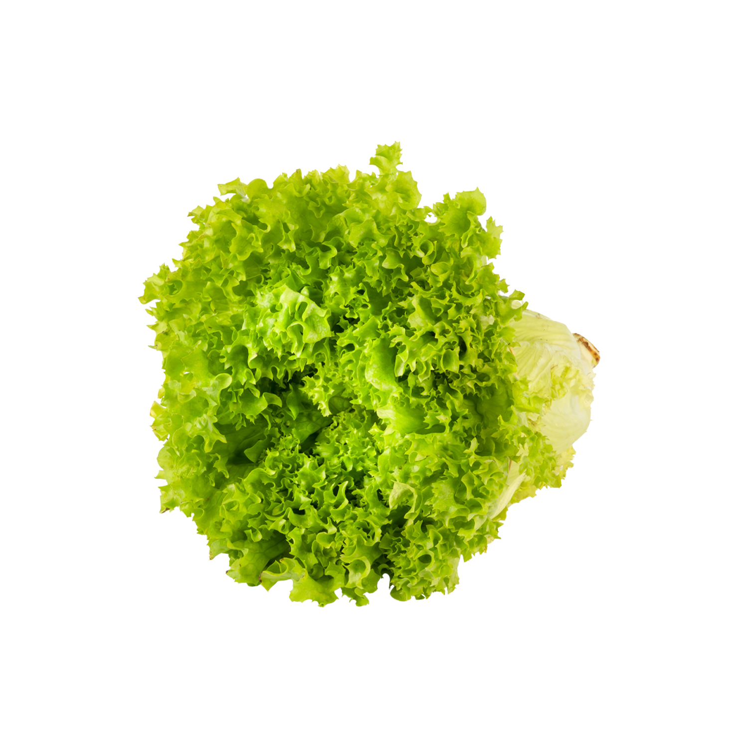 Marul Kıvırcık 1 Demet