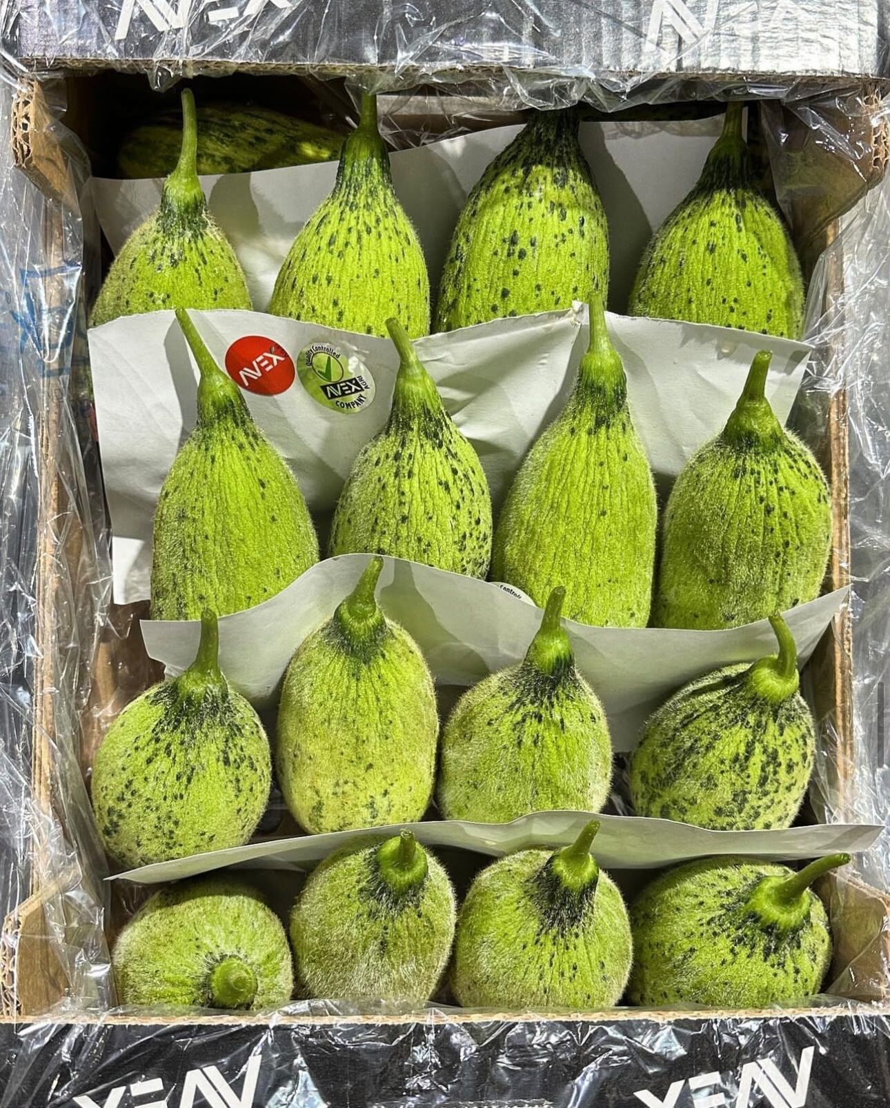 Kelek KG
