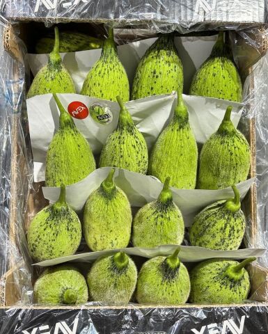 Kelek KG
